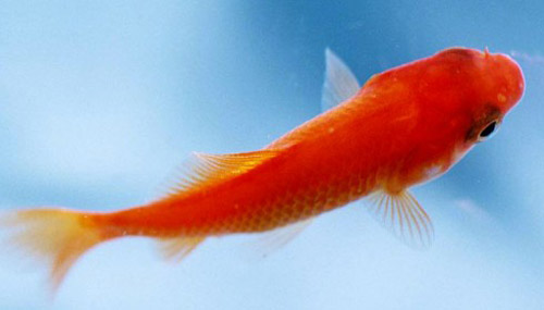 數量顏色有講究辦公室養魚風水知識